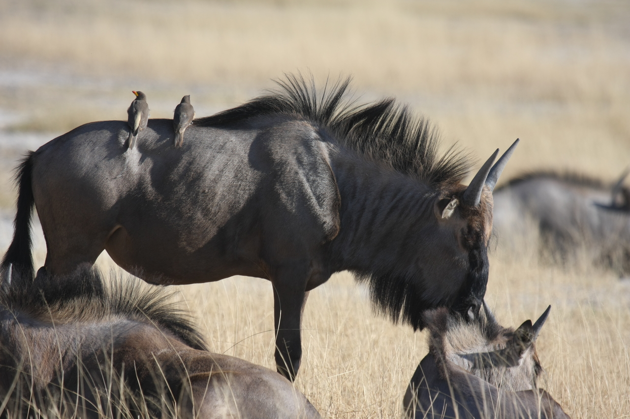 [23277] 2016_06_30_03_24_27_Africa_Canon_EOS_40D_IMG__00144.jpg