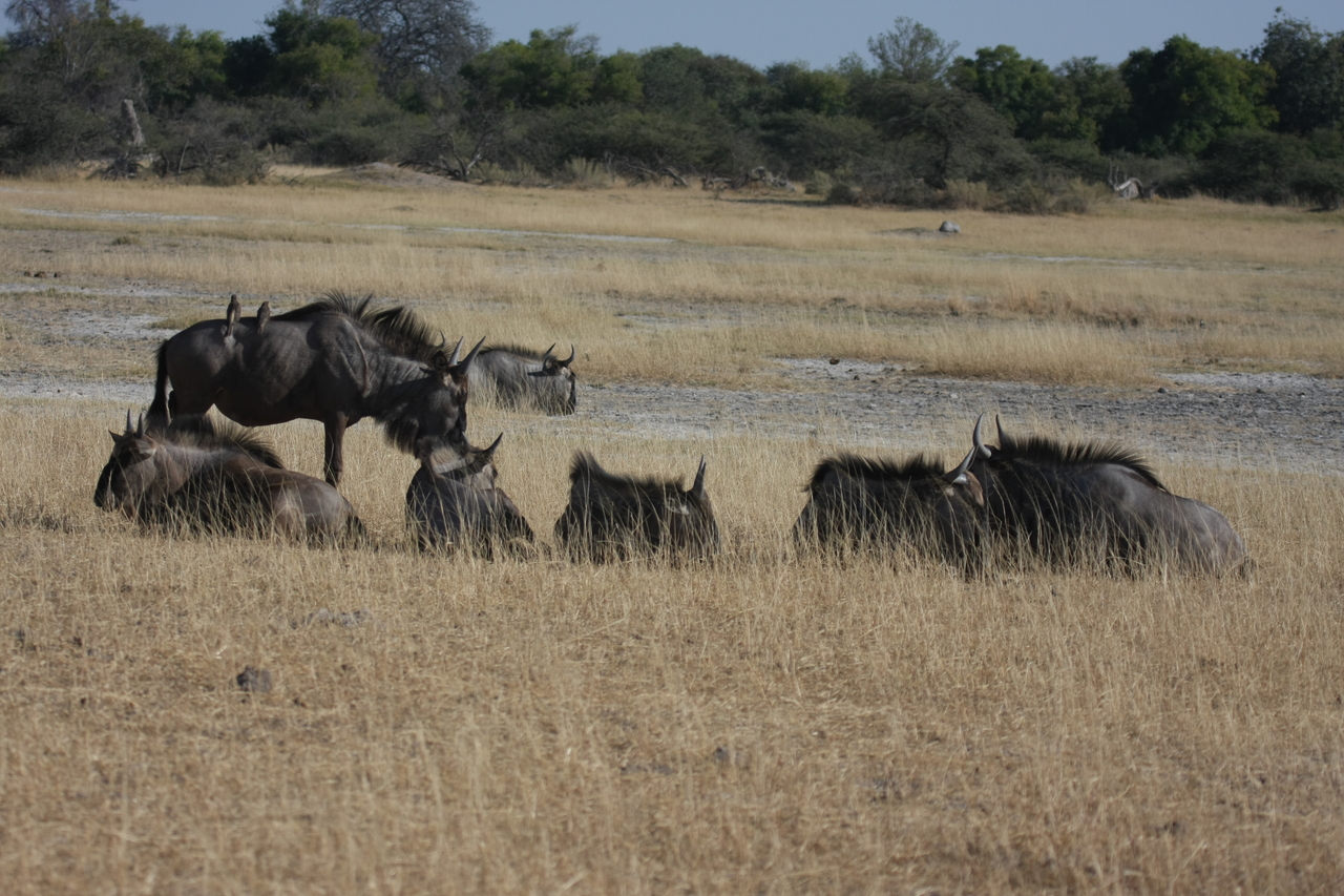 [23291] 2016_06_30_03_24_46_Africa_Canon_EOS_40D_IMG__03875.jpg