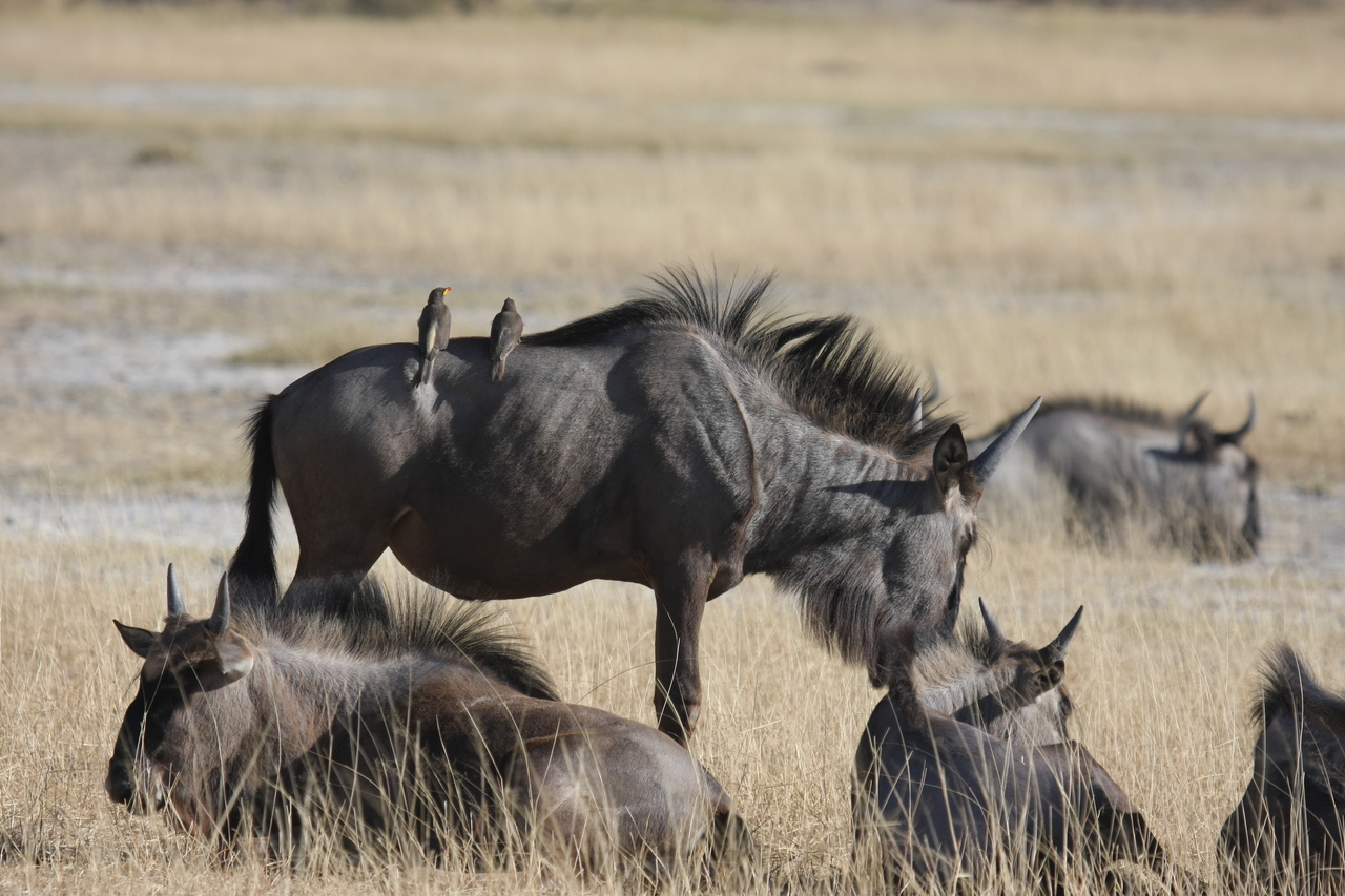 [23300] 2016_06_30_03_24_51_Africa_Canon_EOS_40D_IMG__03879.jpg