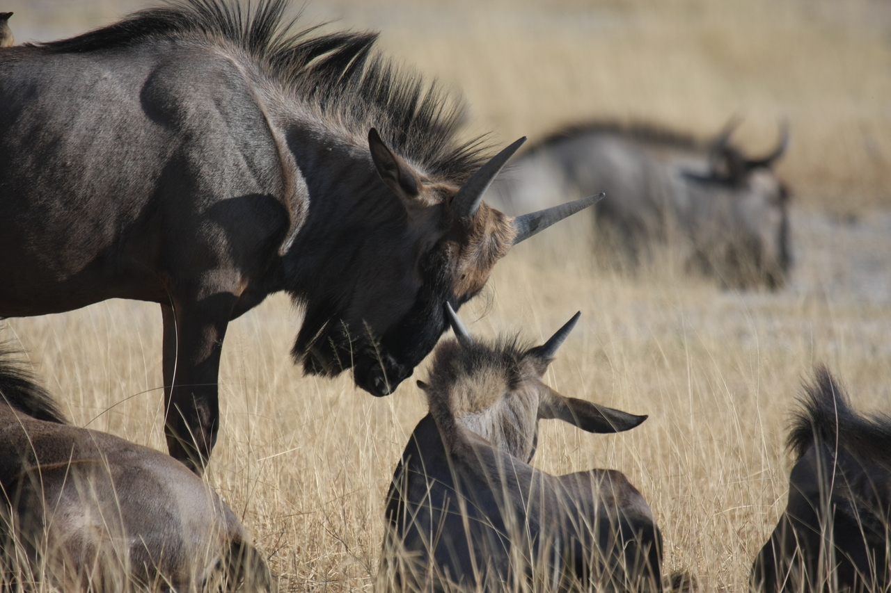 [23310] 2016_06_30_03_25_11_Africa_Canon_EOS_40D_IMG__00156.jpg