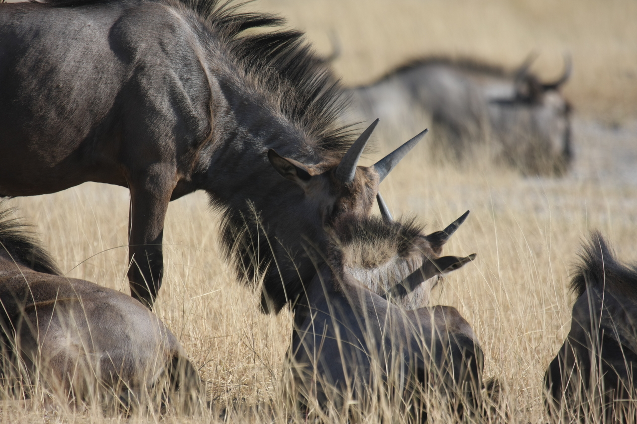 [23316] 2016_06_30_03_25_15_Africa_Canon_EOS_40D_IMG__00159.jpg