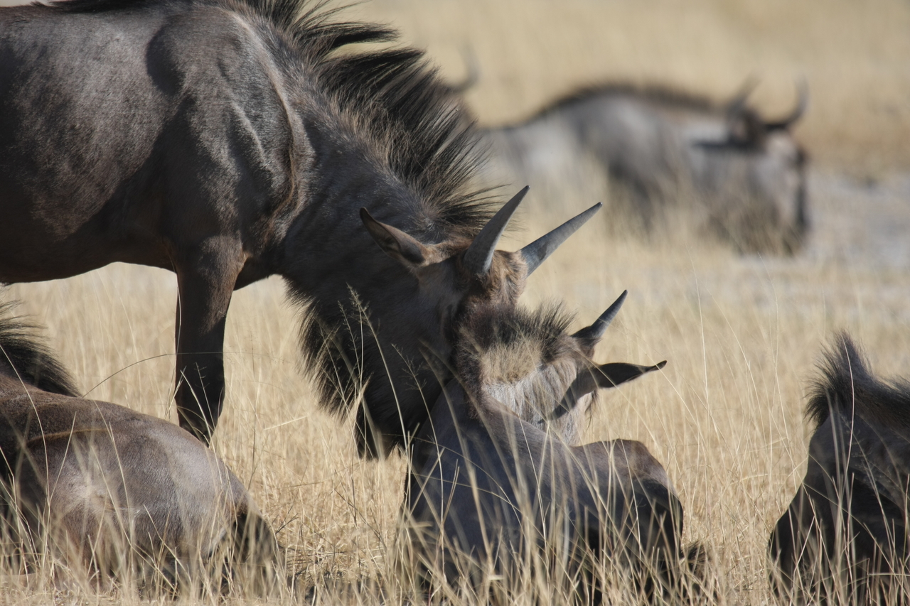[23320] 2016_06_30_03_25_15_Africa_Canon_EOS_40D_IMG__03886.jpg