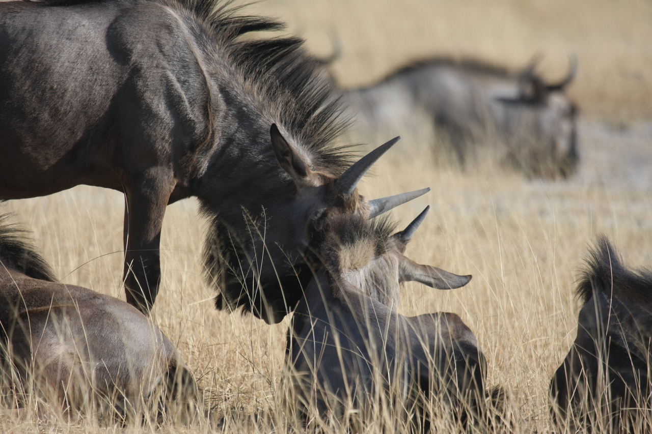 [23324] 2016_06_30_03_25_15_Africa_Canon_EOS_40D_IMG__11334.jpg