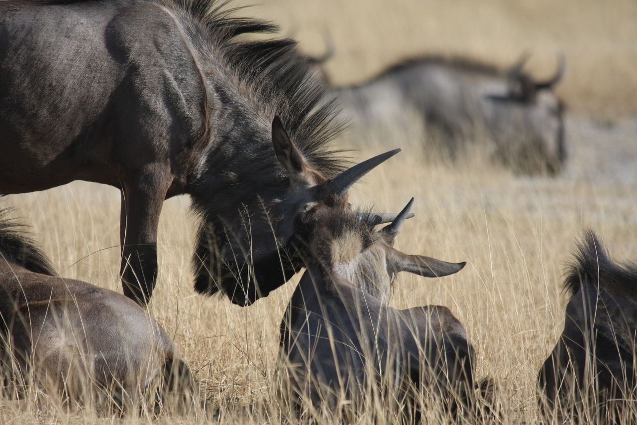 [23325] 2016_06_30_03_25_16_Africa_Canon_EOS_40D_IMG__00162.jpg
