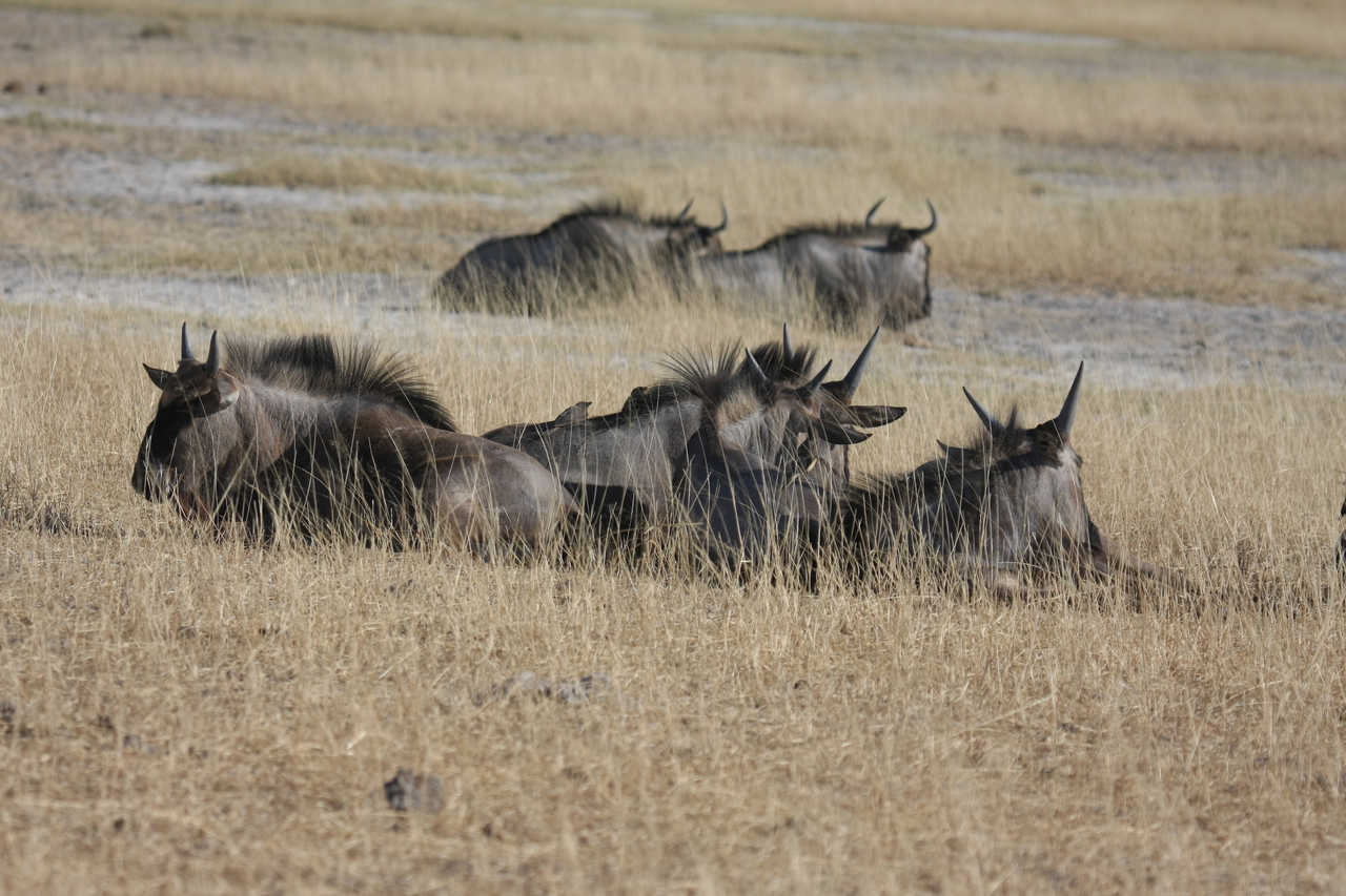 [23341] 2016_06_30_03_26_16_Africa_Canon_EOS_40D_IMG__11339.jpg