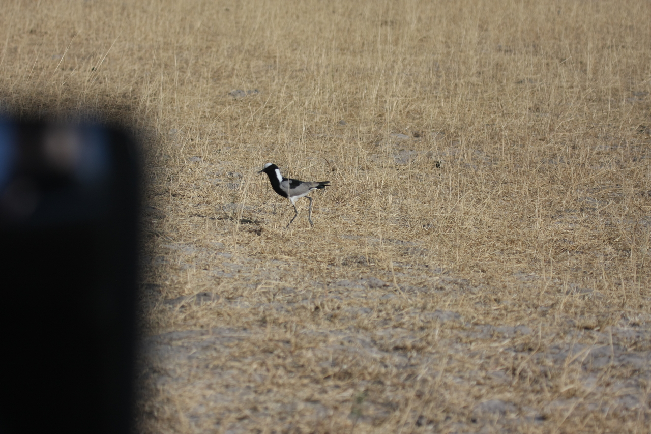 [23344] 2016_06_30_03_29_09_Africa_Canon_EOS_40D_IMG__03894.jpg