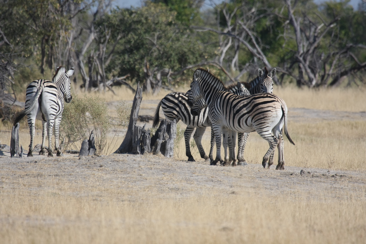 [23347] 2016_06_30_03_42_00_Africa_Canon_EOS_40D_IMG__00171.jpg