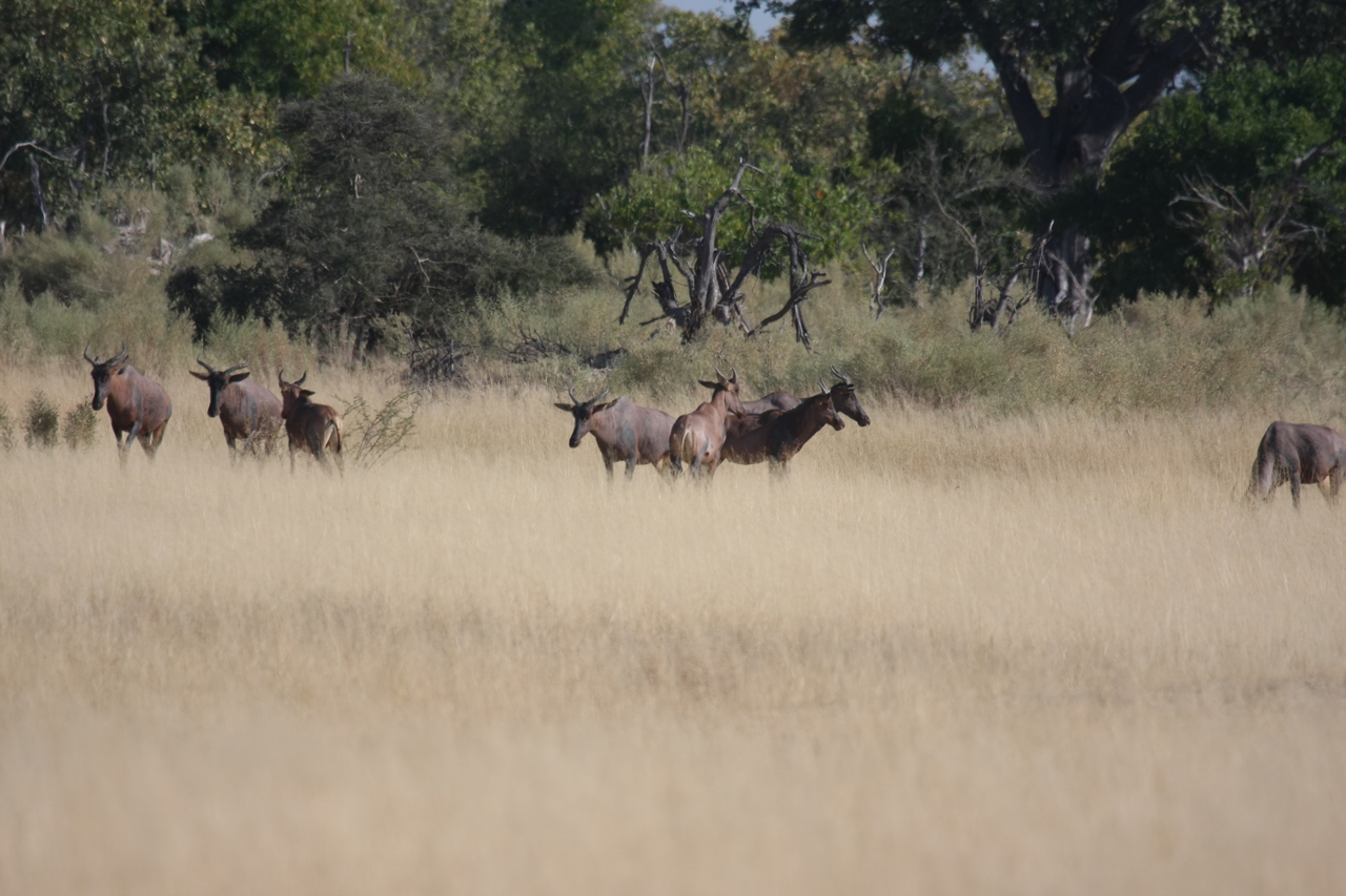 [23364] 2016_06_30_03_42_33_Africa_Canon_EOS_40D_IMG__03902.jpg