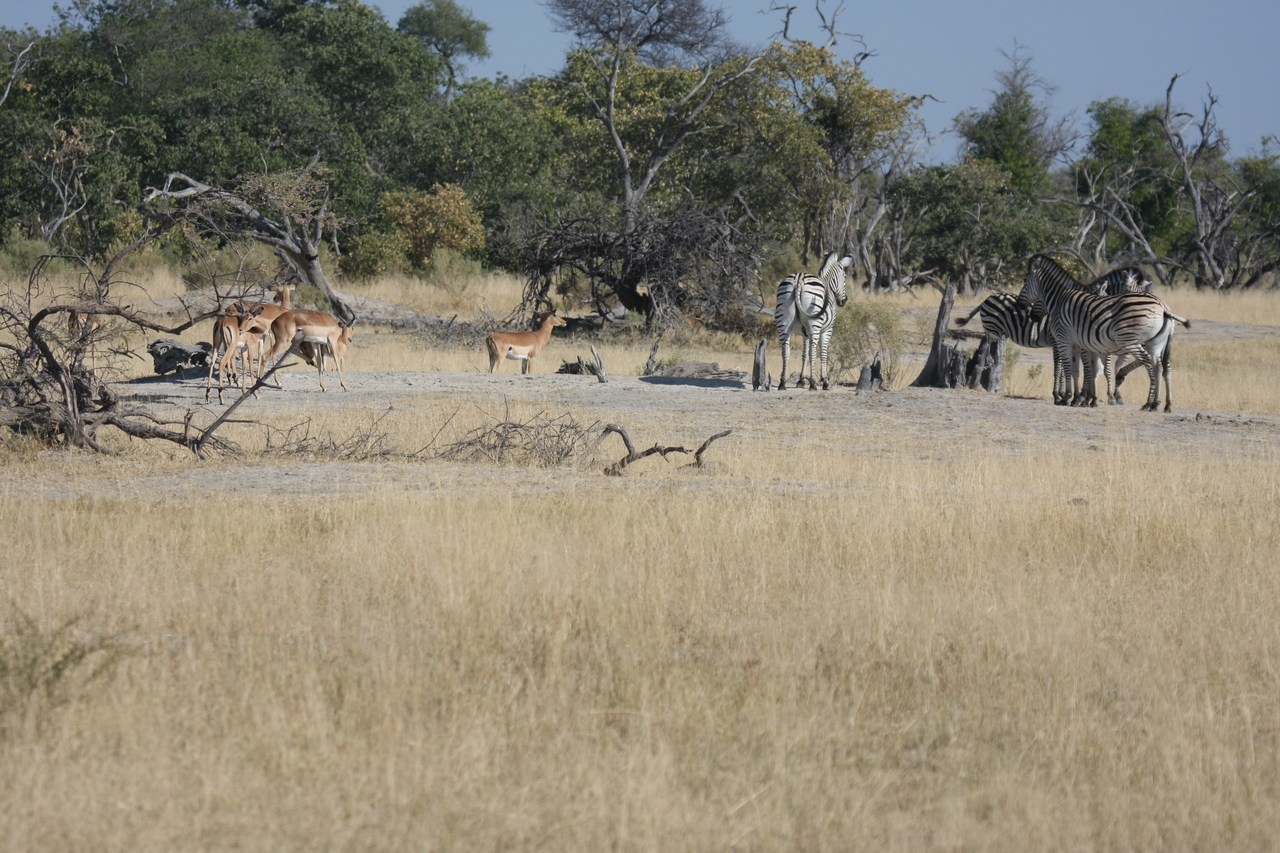 [23388] 2016_06_30_03_43_16_Africa_Canon_EOS_40D_IMG__03911.jpg