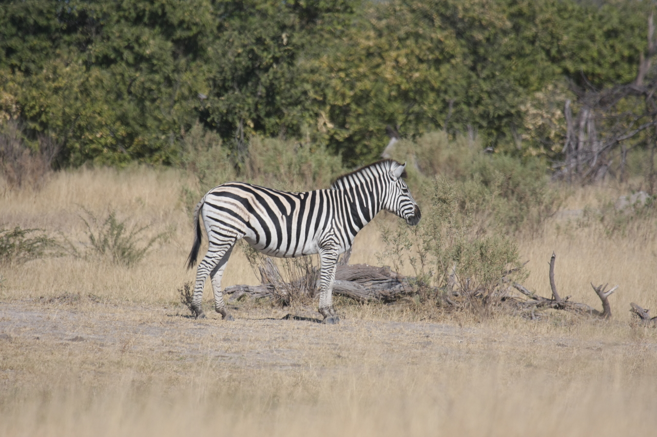 [23393] 2016_06_30_03_45_41_Africa_Canon_EOS_40D_IMG__00188.jpg