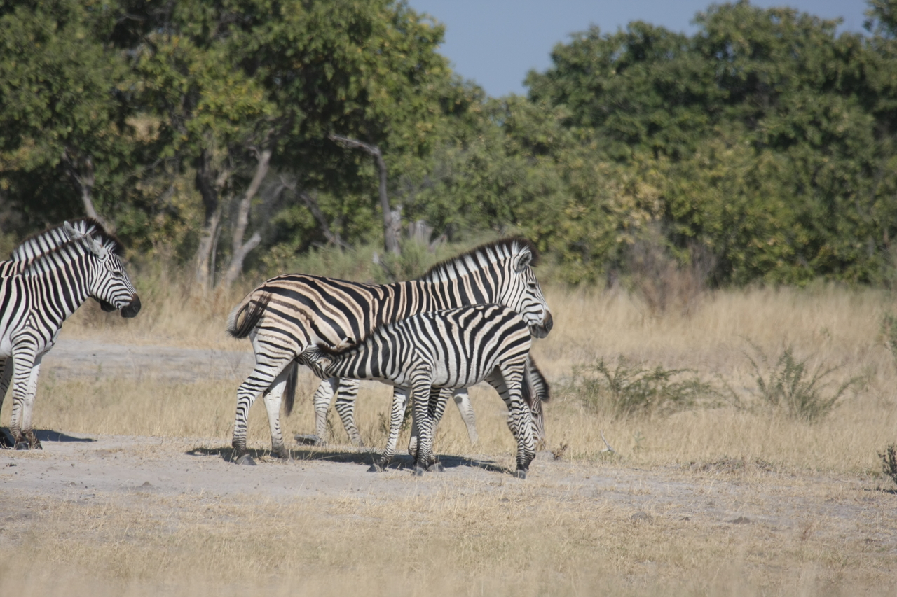 [23400] 2016_06_30_03_45_47_Africa_Canon_EOS_40D_IMG__00189.jpg