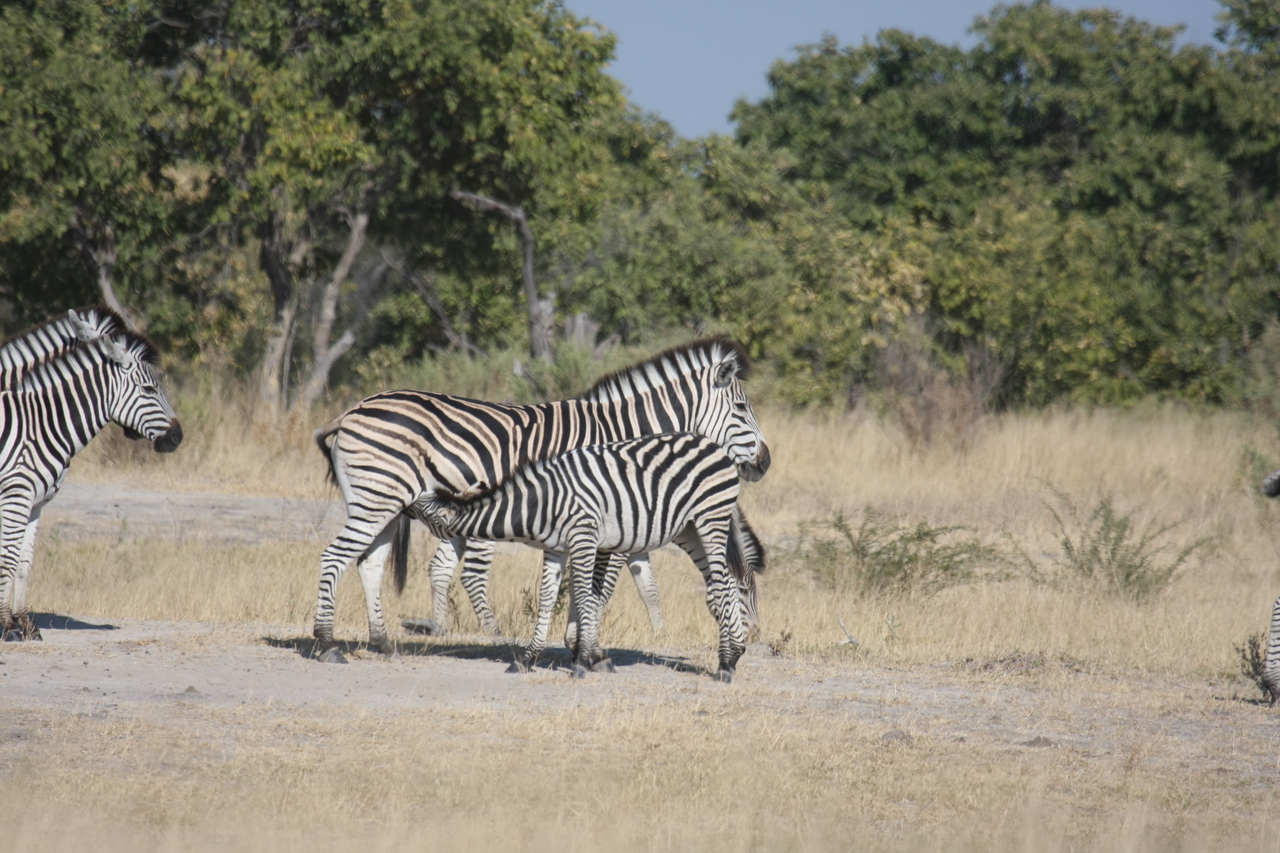 [23404] 2016_06_30_03_45_47_Africa_Canon_EOS_40D_IMG__03916.jpg