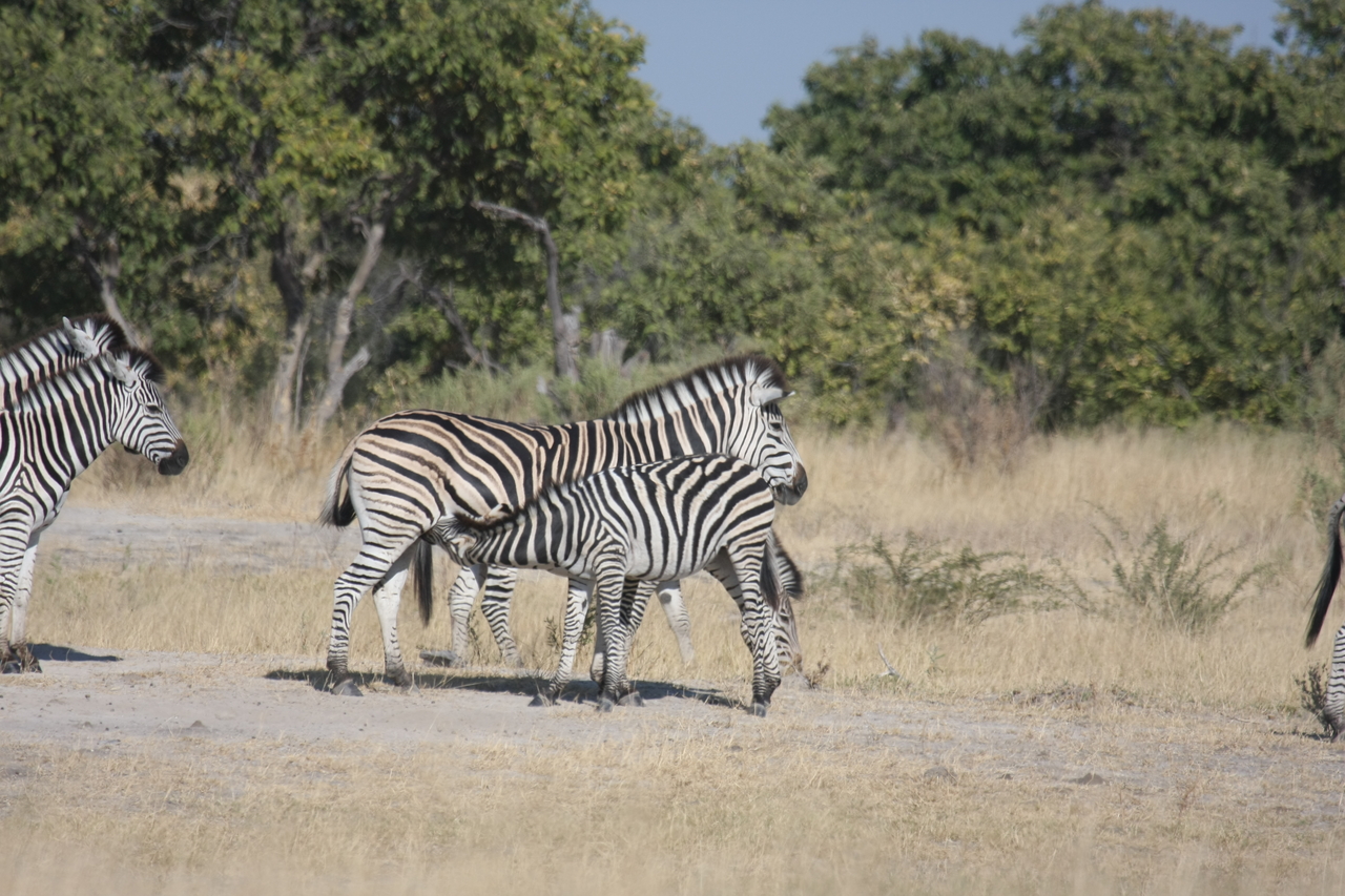 [23405] 2016_06_30_03_45_47_Africa_Canon_EOS_40D_IMG__03918.jpg