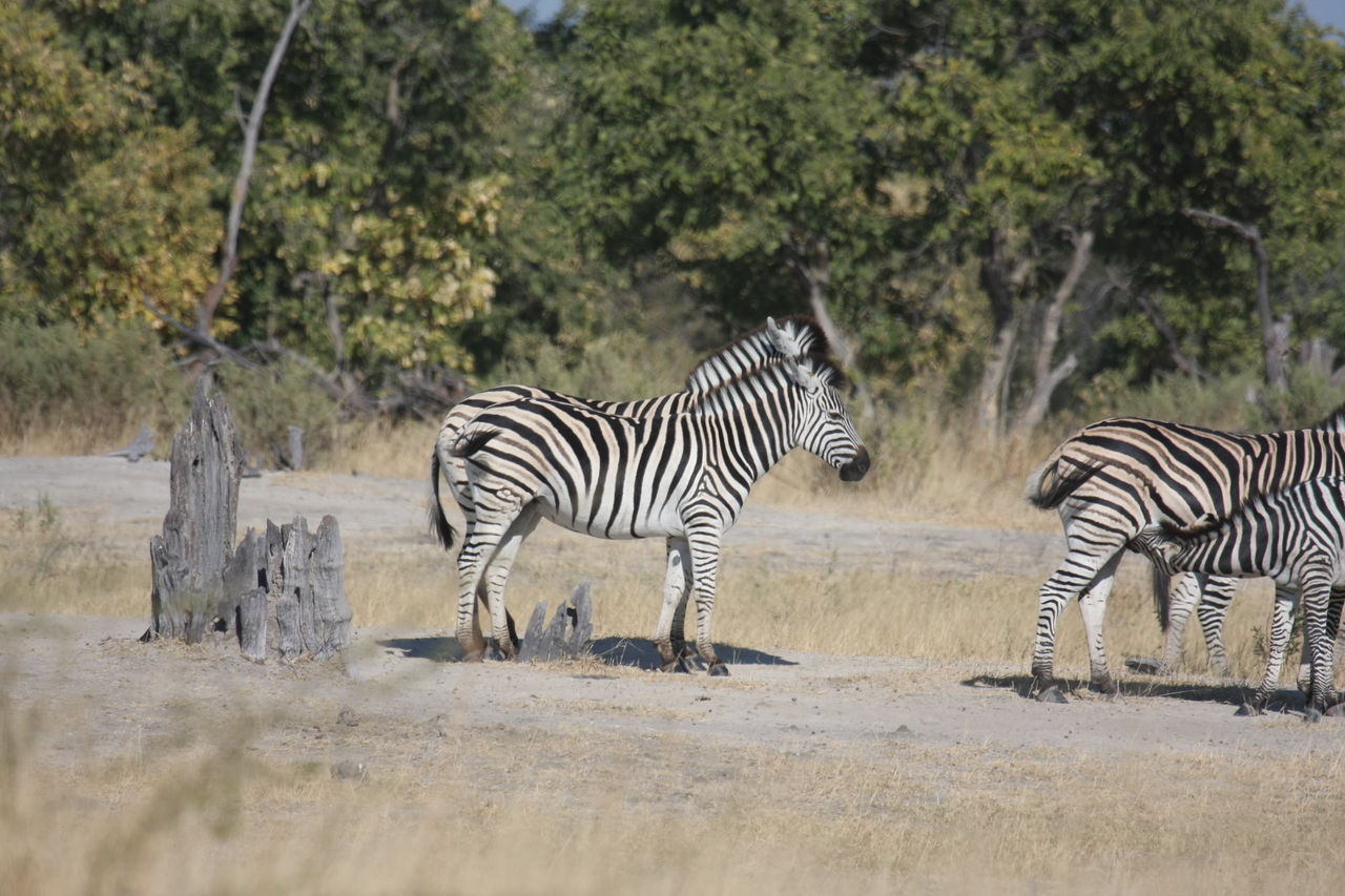 [23411] 2016_06_30_03_45_50_Africa_Canon_EOS_40D_IMG__03919.jpg