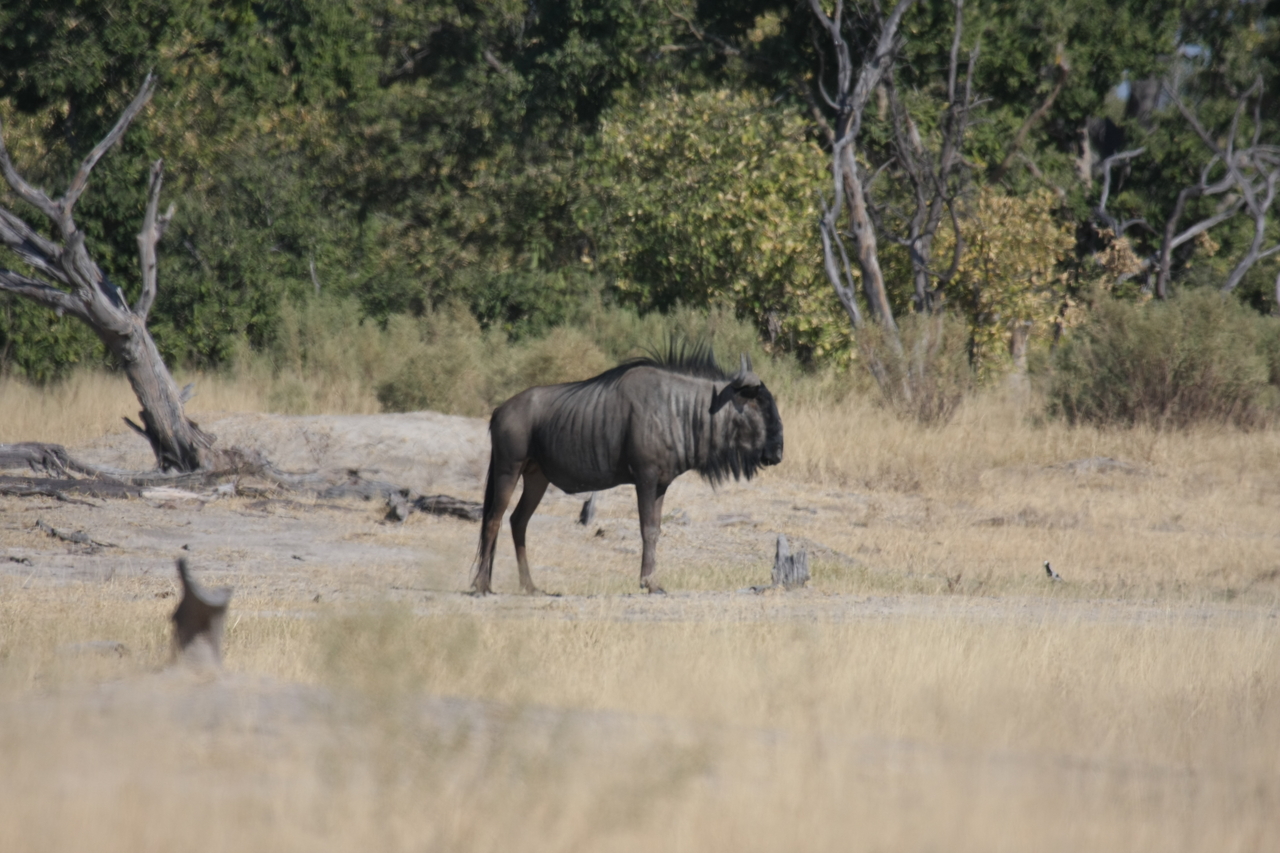 [23417] 2016_06_30_03_46_01_Africa_Canon_EOS_40D_IMG__03921.jpg