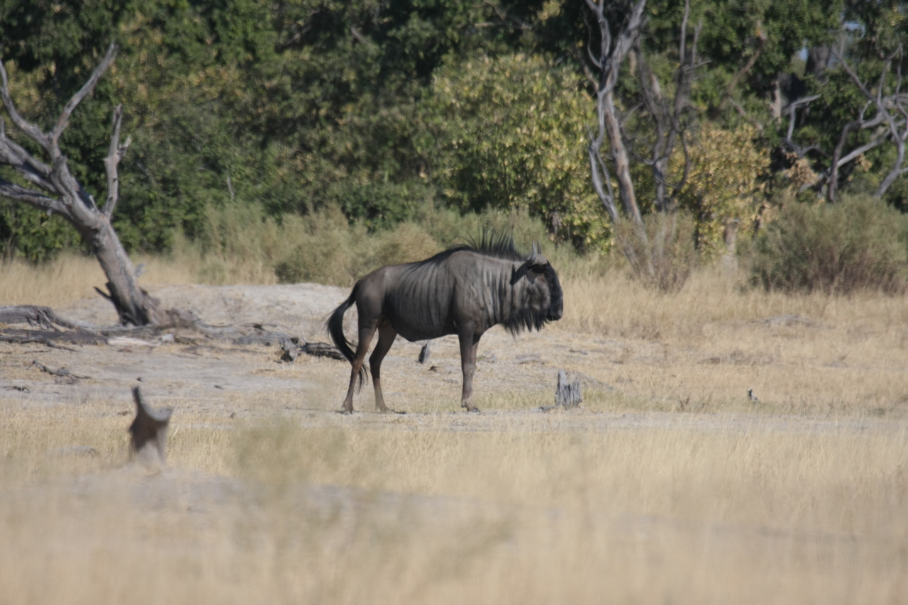 [23418] 2016_06_30_03_46_01_Africa_Canon_EOS_40D_IMG__03922.jpg