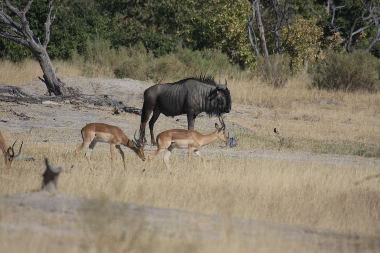 [23421] 2016_06_30_03_46_46_Africa_Canon_EOS_40D_IMG__00197.jpg
