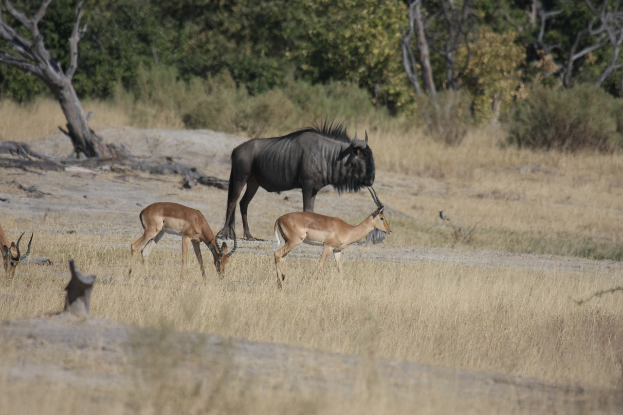 [23425] 2016_06_30_03_46_46_Africa_Canon_EOS_40D_IMG__03924.jpg