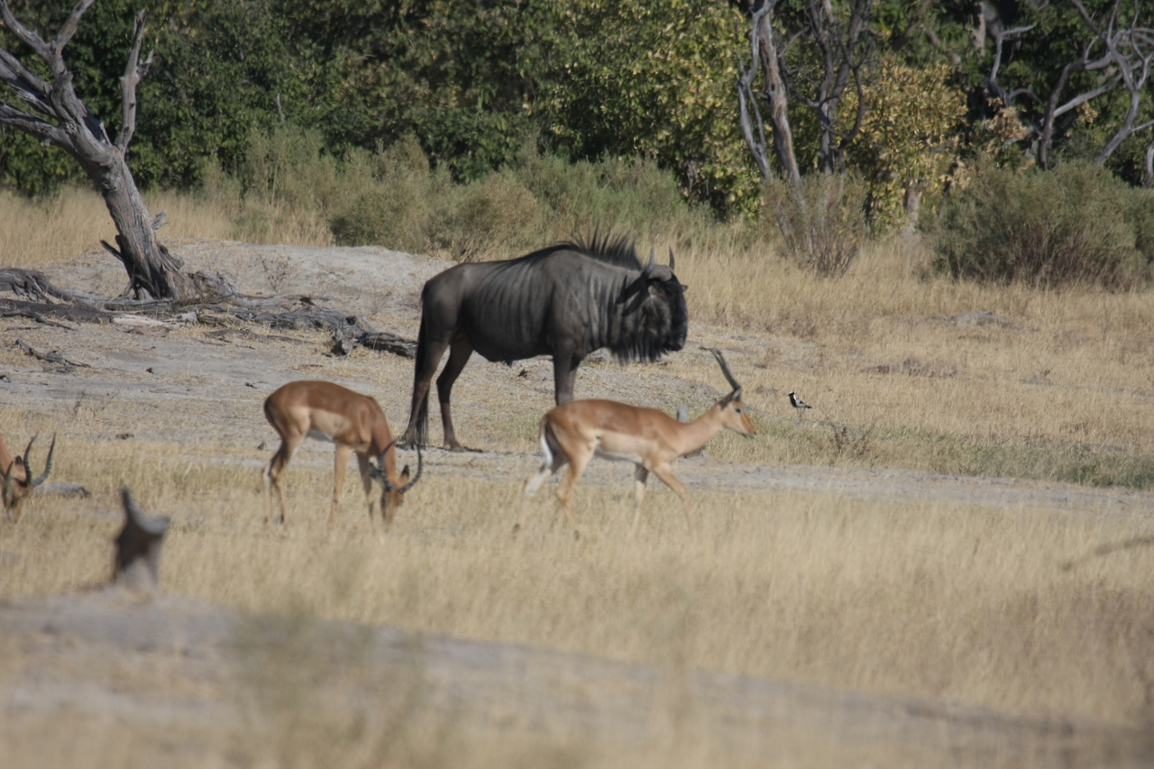 [23426] 2016_06_30_03_46_46_Africa_Canon_EOS_40D_IMG__03925.jpg