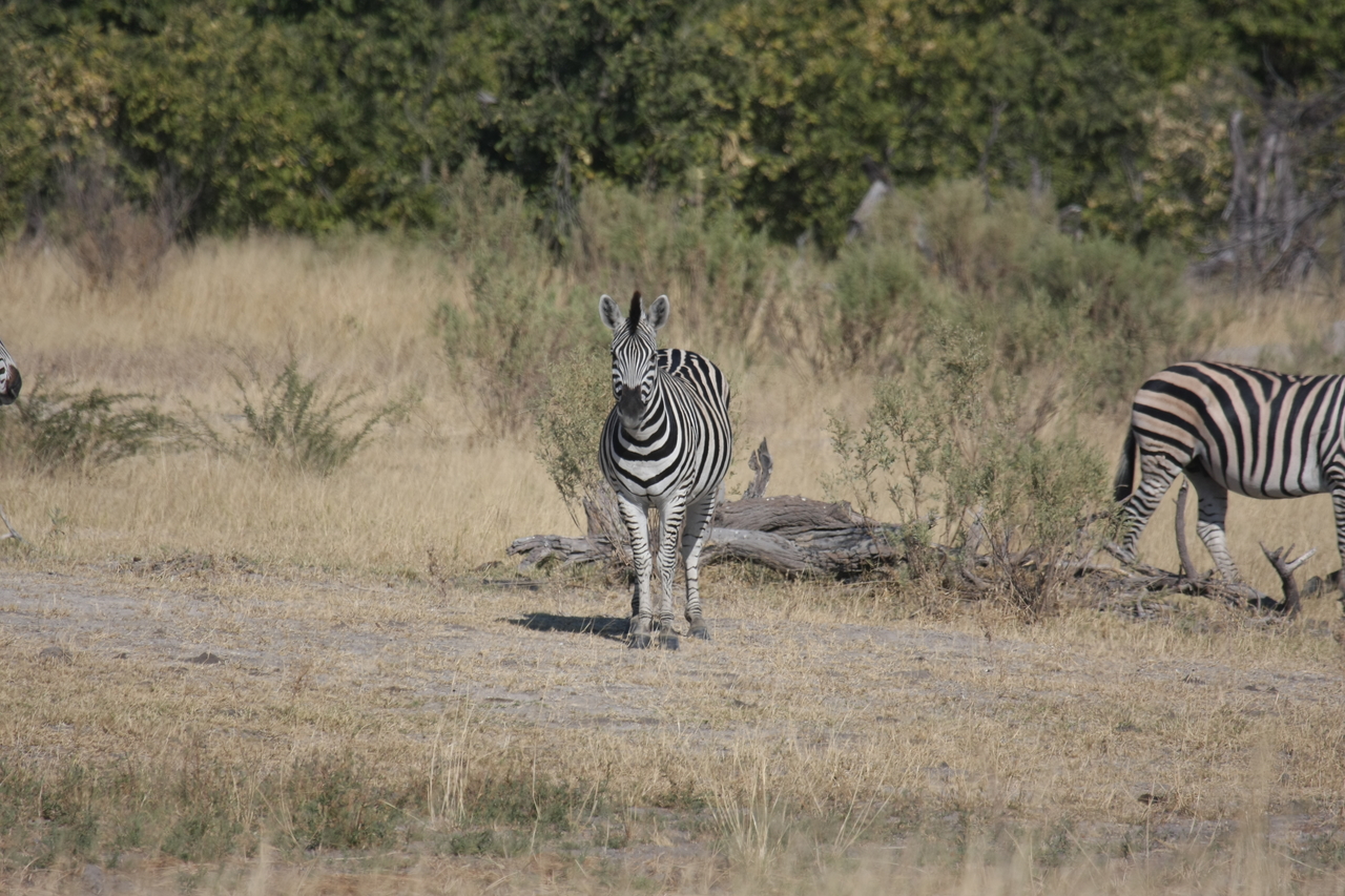 [23434] 2016_06_30_03_46_55_Africa_Canon_EOS_40D_IMG__03927.jpg