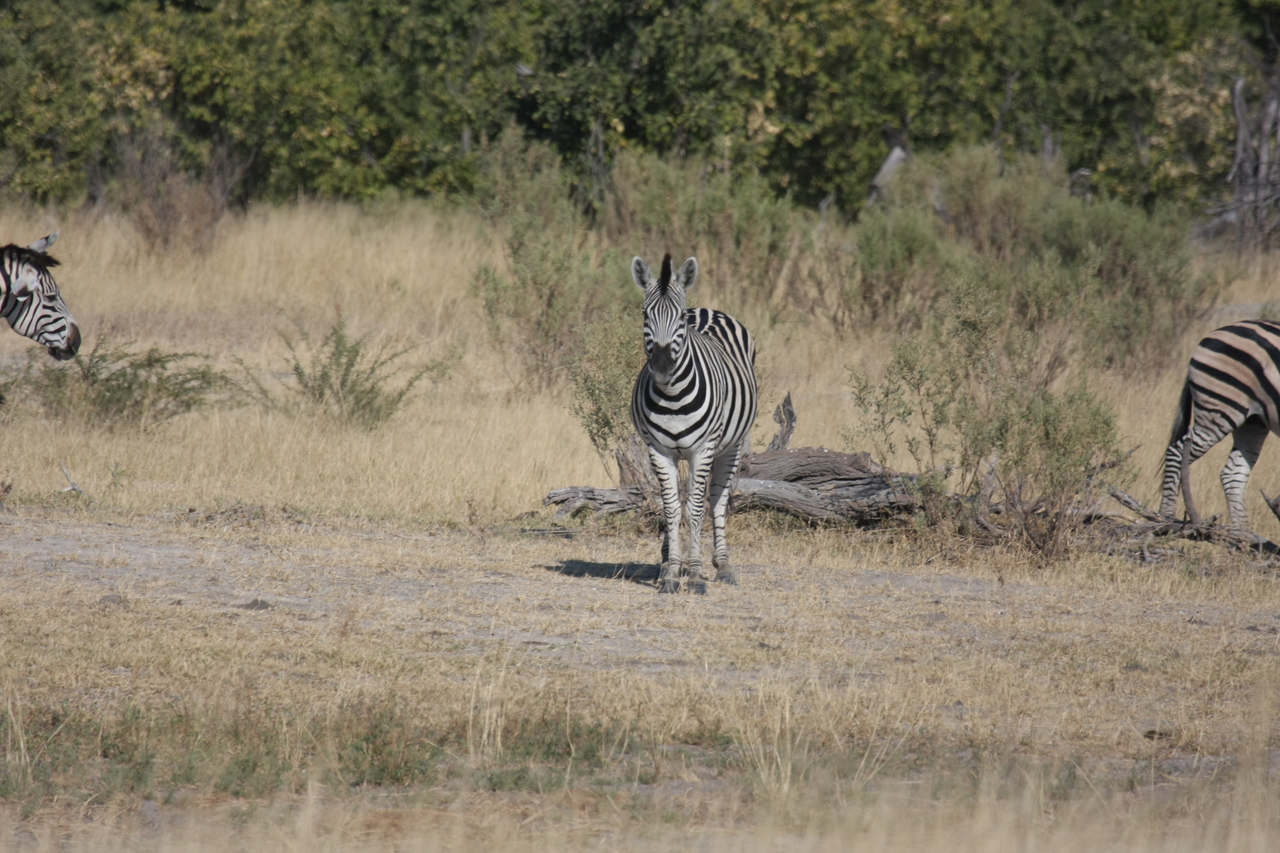 [23435] 2016_06_30_03_46_55_Africa_Canon_EOS_40D_IMG__03929.jpg