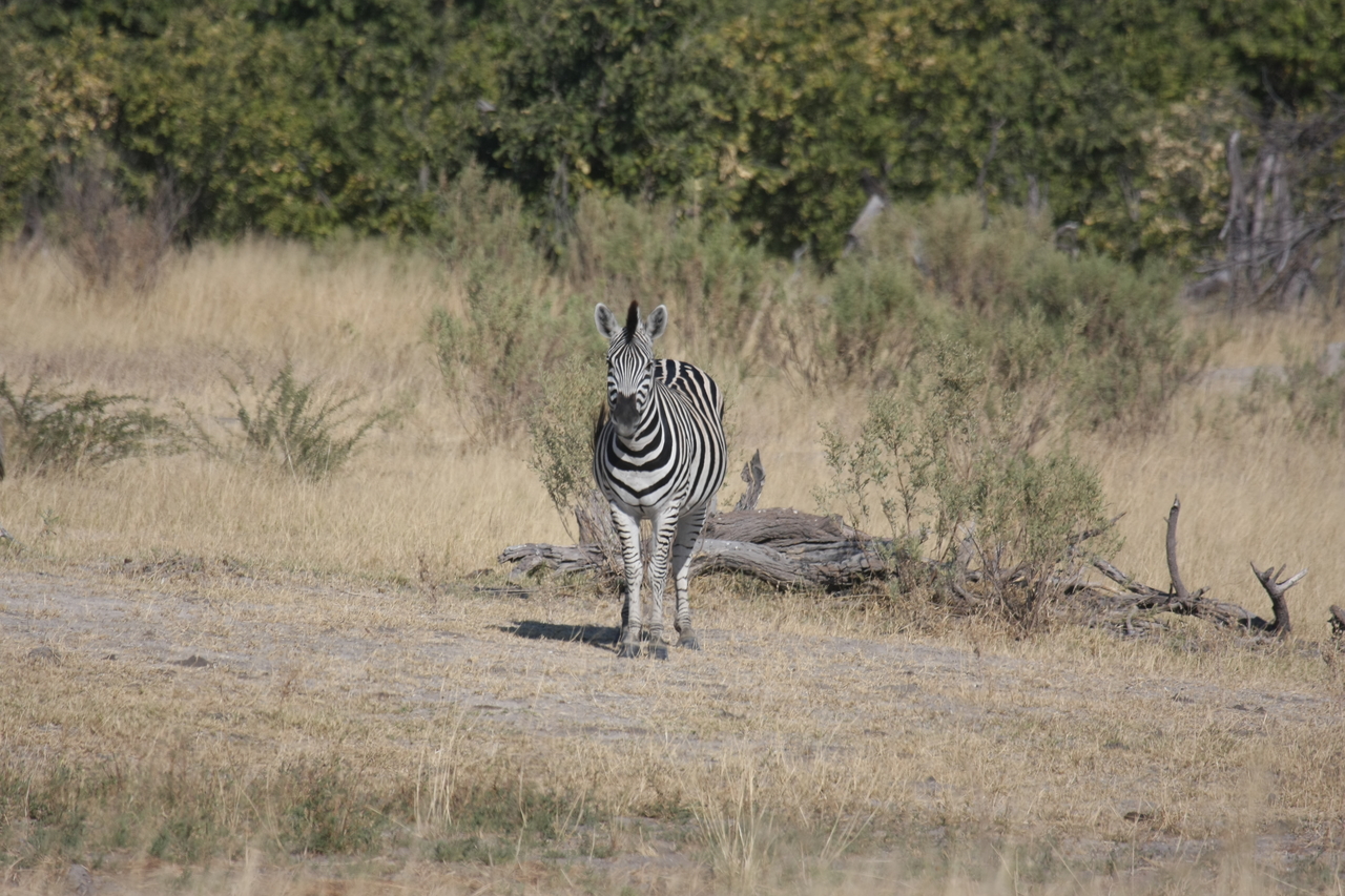 [23441] 2016_06_30_03_47_04_Africa_Canon_EOS_40D_IMG__03930.jpg