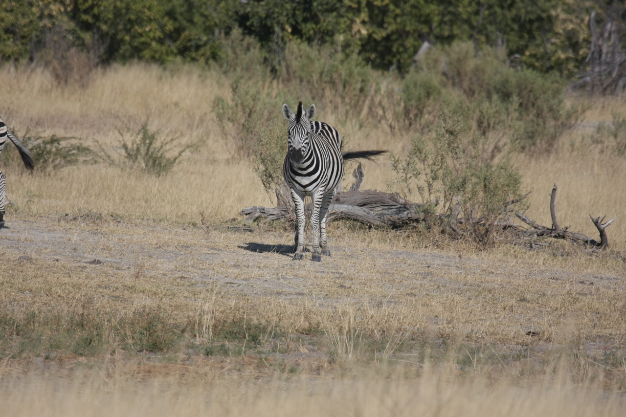 [23450] 2016_06_30_03_47_14_Africa_Canon_EOS_40D_IMG__11380.jpg