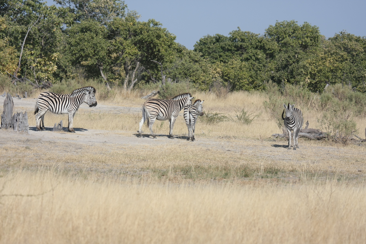 [23452] 2016_06_30_03_47_22_Africa_Canon_EOS_40D_IMG__00209.jpg