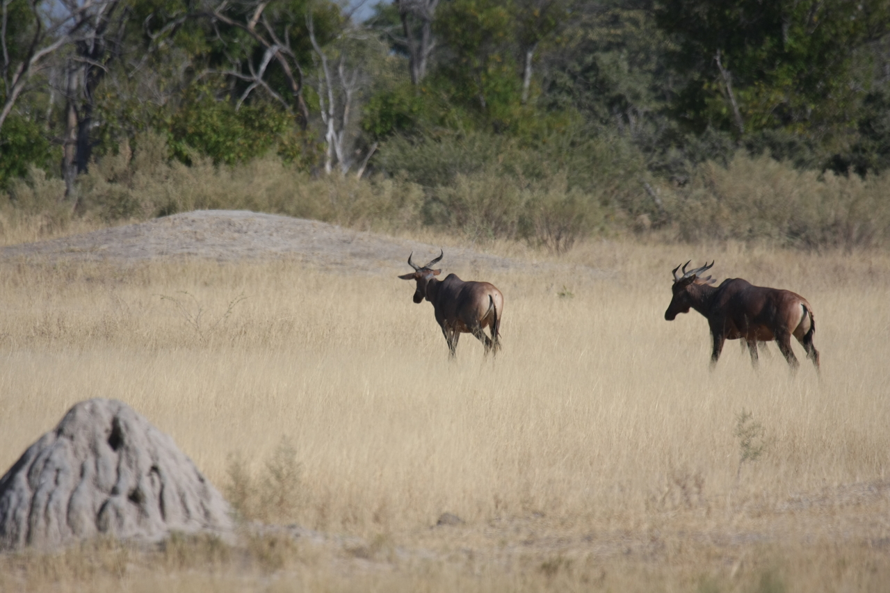 [23463] 2016_06_30_03_47_55_Africa_Canon_EOS_40D_IMG__03938.jpg