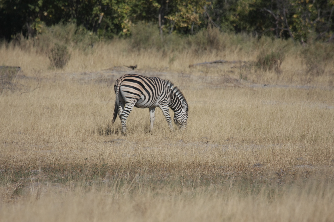 [23474] 2016_06_30_03_48_13_Africa_Canon_EOS_40D_IMG__11389.jpg