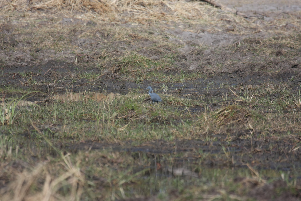 [23480] 2016_06_30_03_55_35_Africa_Canon_EOS_40D_IMG__03945.jpg