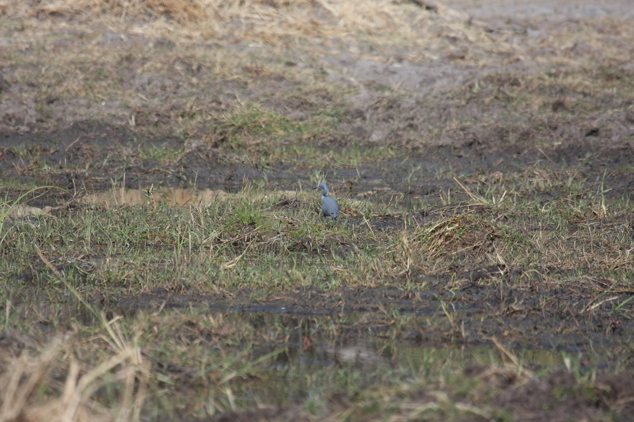 [23481] 2016_06_30_03_55_35_Africa_Canon_EOS_40D_IMG__11390.jpg