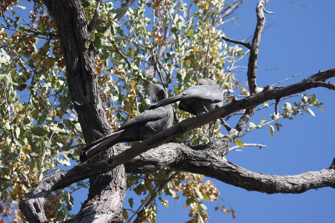 [23512] 2016_06_30_04_19_08_Africa_Canon_EOS_40D_IMG__03947.jpg