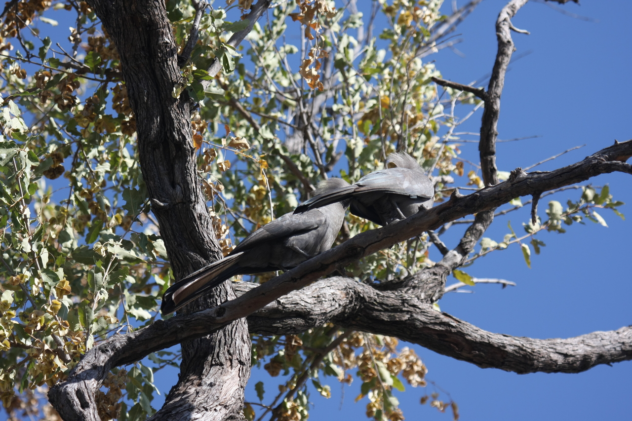 [23516] 2016_06_30_04_19_08_Africa_Canon_EOS_40D_IMG__11395.jpg