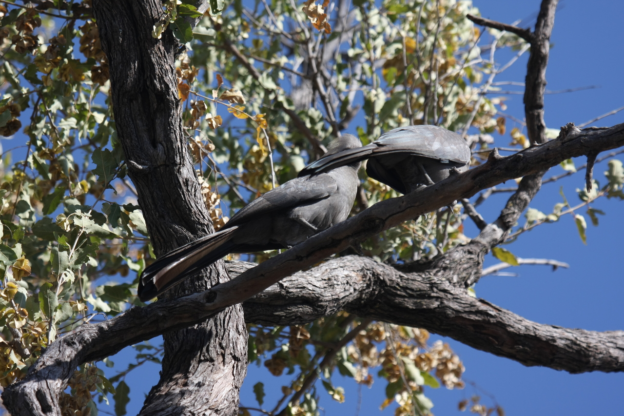 [23519] 2016_06_30_04_19_12_Africa_Canon_EOS_40D_IMG__00227.jpg