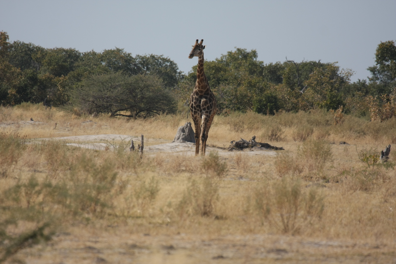 [23551] 2016_06_30_04_57_16_Africa_Canon_EOS_40D_IMG__11408.jpg