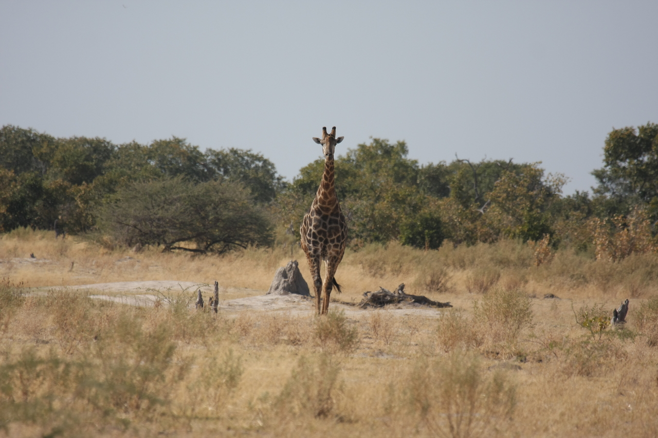 [23555] 2016_06_30_04_57_19_Africa_Canon_EOS_40D_IMG__03964.jpg