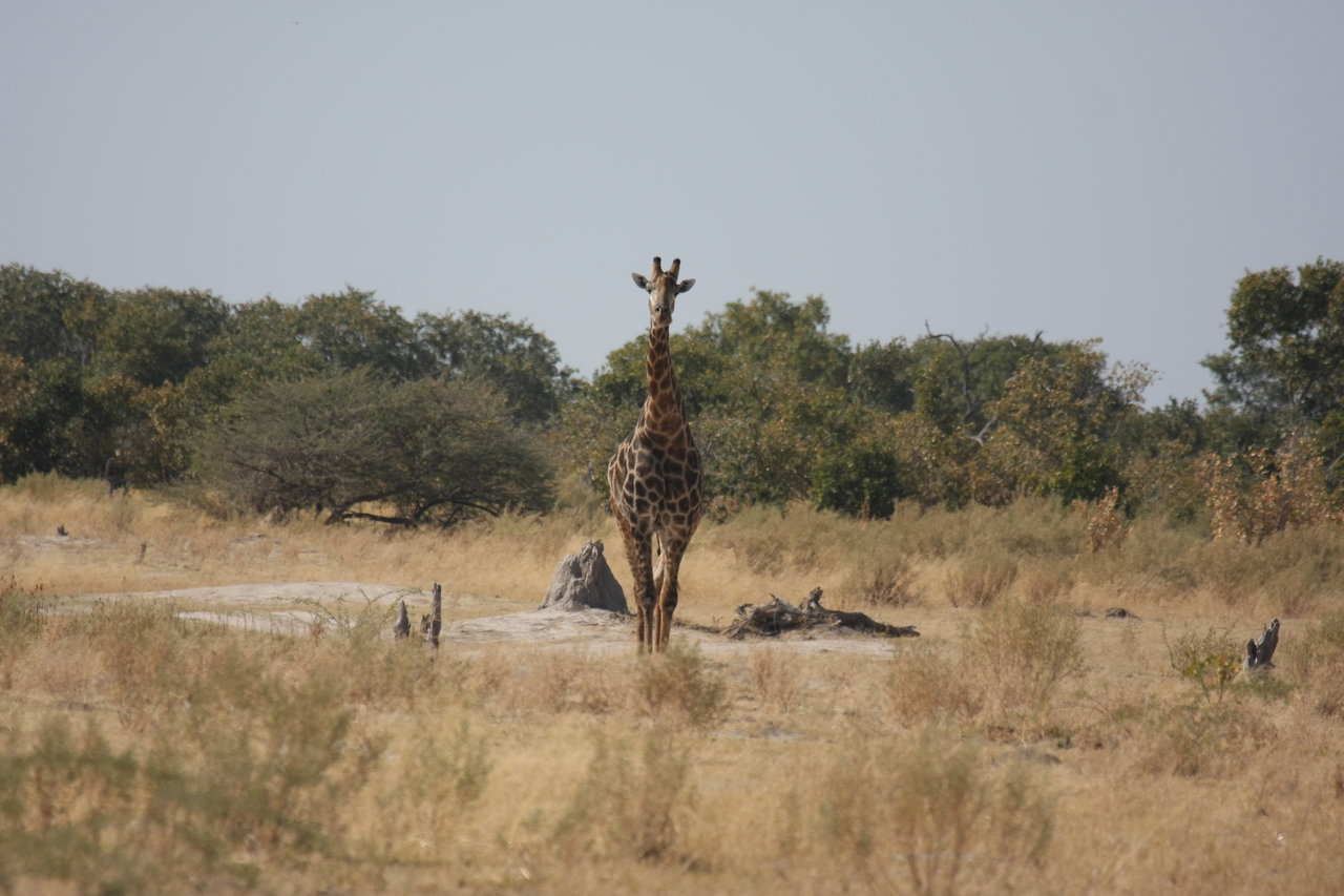 [23558] 2016_06_30_04_57_19_Africa_Canon_EOS_40D_IMG__11412.jpg