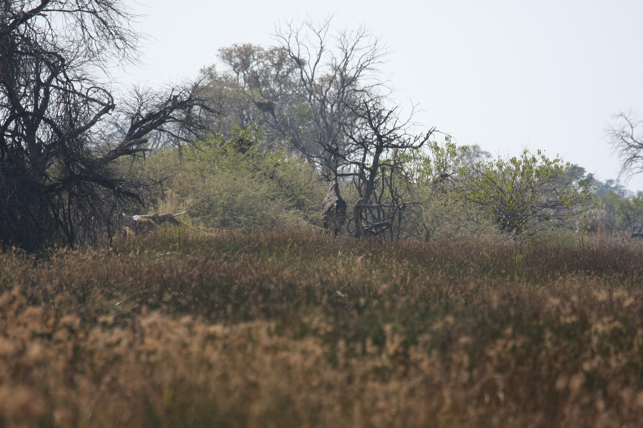 [23562] 2016_06_30_04_57_40_Africa_Canon_EOS_40D_IMG__03967.jpg