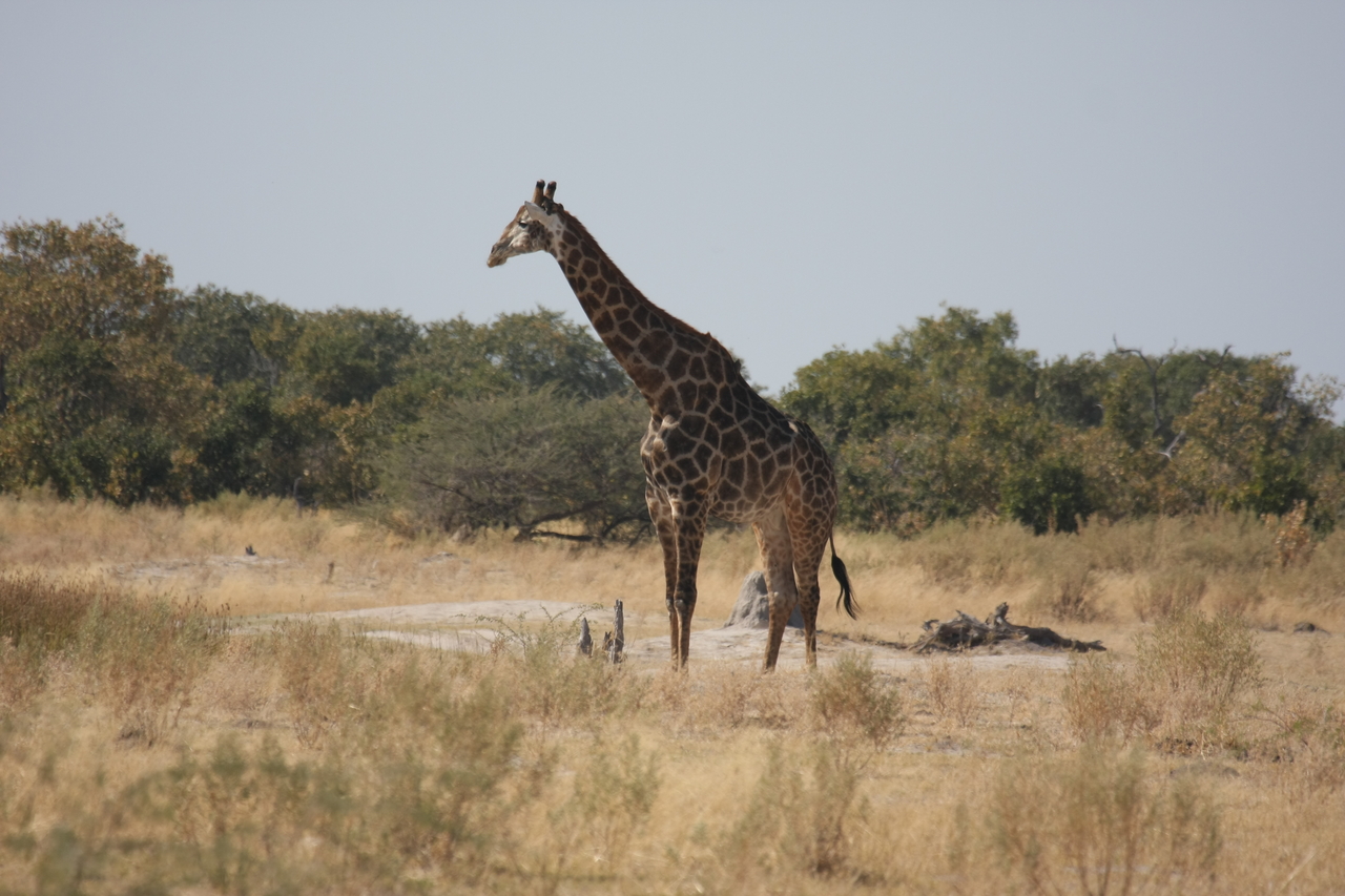 [23568] 2016_06_30_04_58_00_Africa_Canon_EOS_40D_IMG__03969.jpg