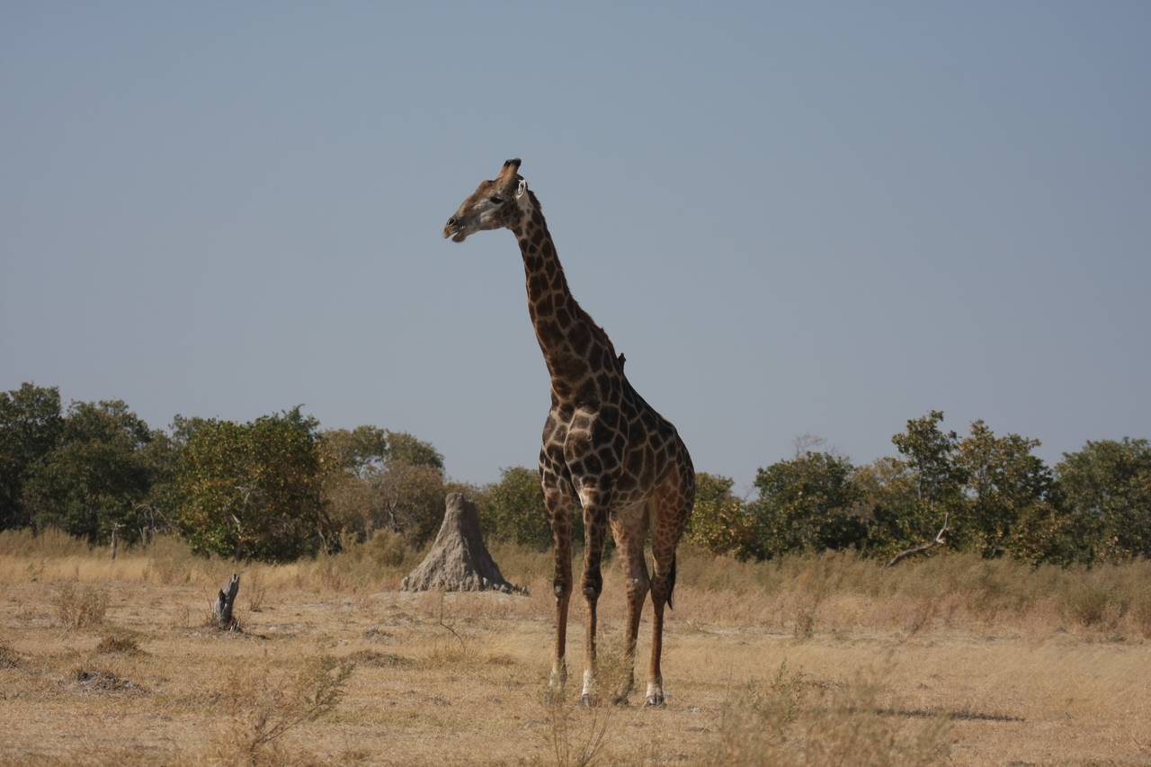 [23573] 2016_06_30_04_59_16_Africa_Canon_EOS_40D_IMG__00244.jpg
