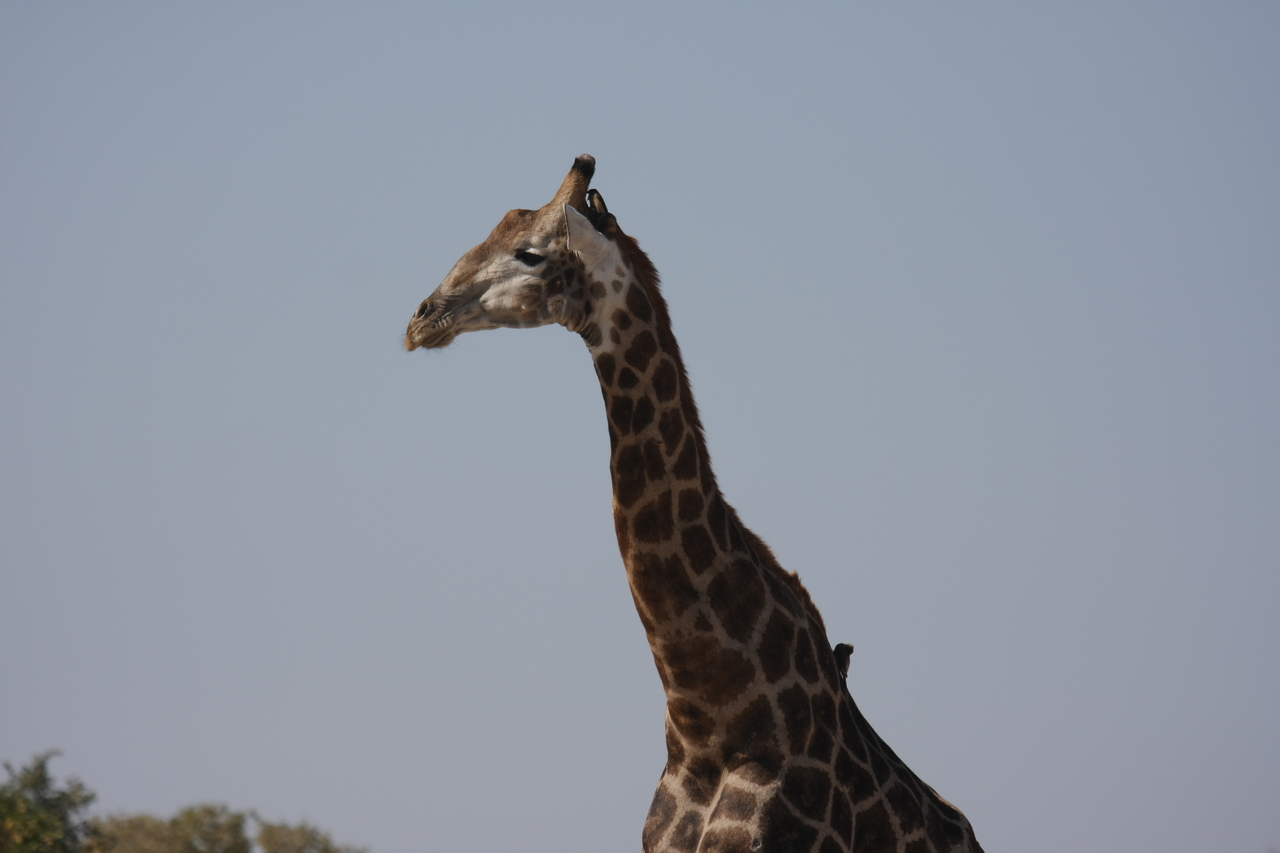 [23578] 2016_06_30_04_59_23_Africa_Canon_EOS_40D_IMG__00245.jpg