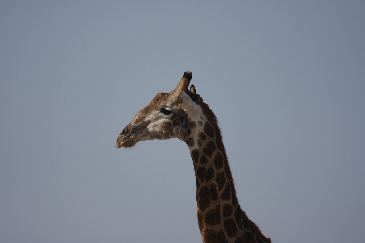 [23586] 2016_06_30_04_59_29_Africa_Canon_EOS_40D_IMG__03972.jpg