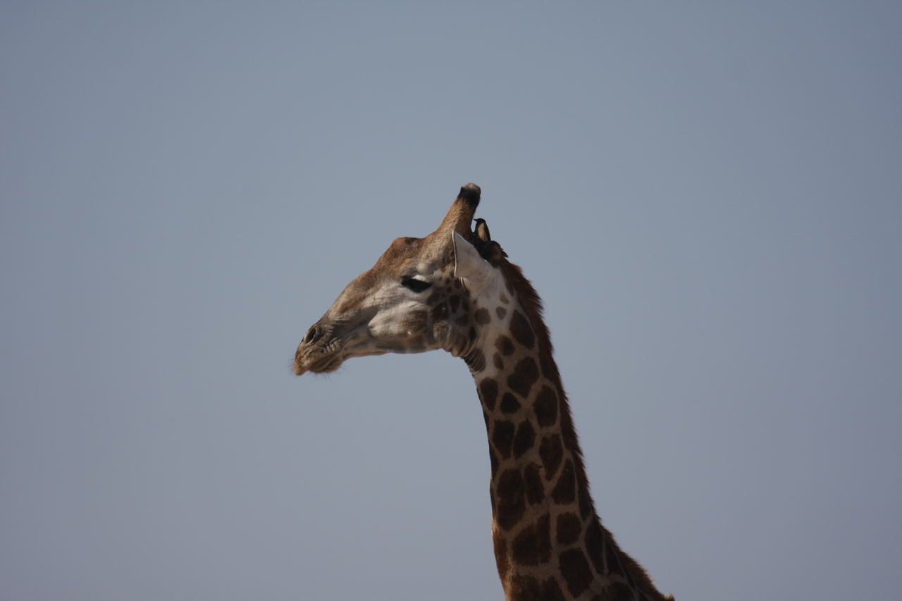 [23588] 2016_06_30_04_59_29_Africa_Canon_EOS_40D_IMG__03975.jpg