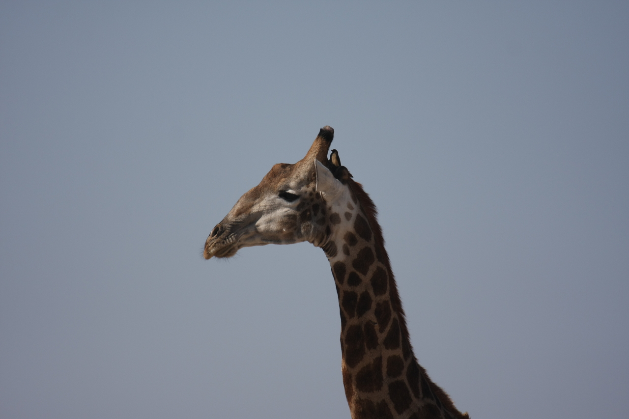 [23590] 2016_06_30_04_59_29_Africa_Canon_EOS_40D_IMG__11421.jpg