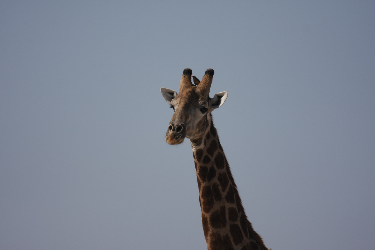 [23595] 2016_06_30_04_59_33_Africa_Canon_EOS_40D_IMG__03976.jpg