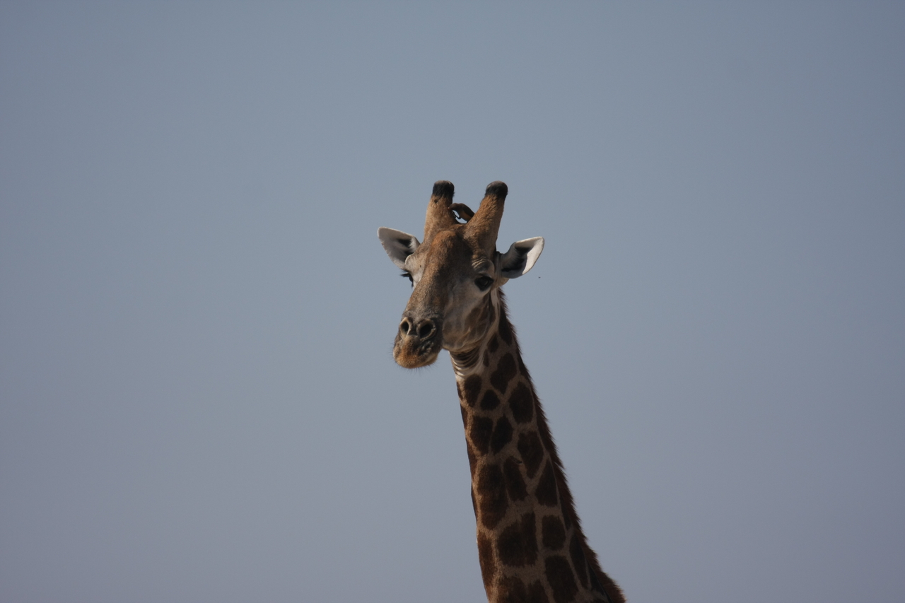 [23602] 2016_06_30_04_59_34_Africa_Canon_EOS_40D_IMG__03979.jpg