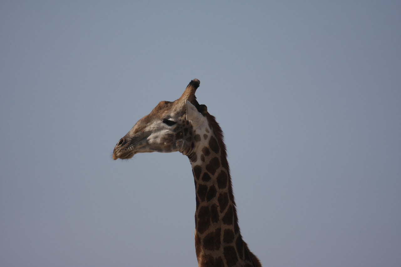 [23608] 2016_06_30_04_59_41_Africa_Canon_EOS_40D_IMG__03981.jpg