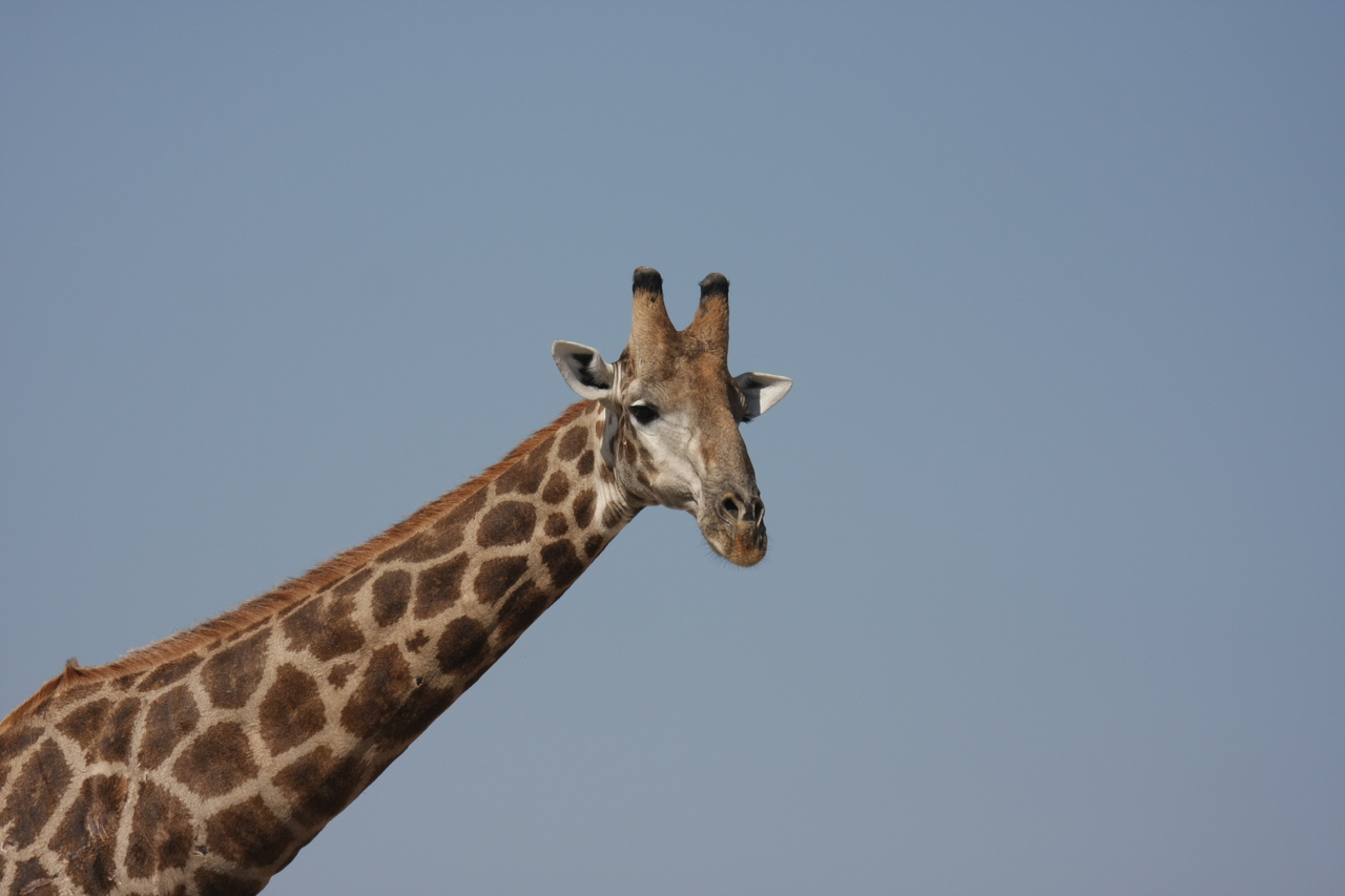 [23631] 2016_06_30_05_02_30_Africa_Canon_EOS_40D_IMG__00262.jpg