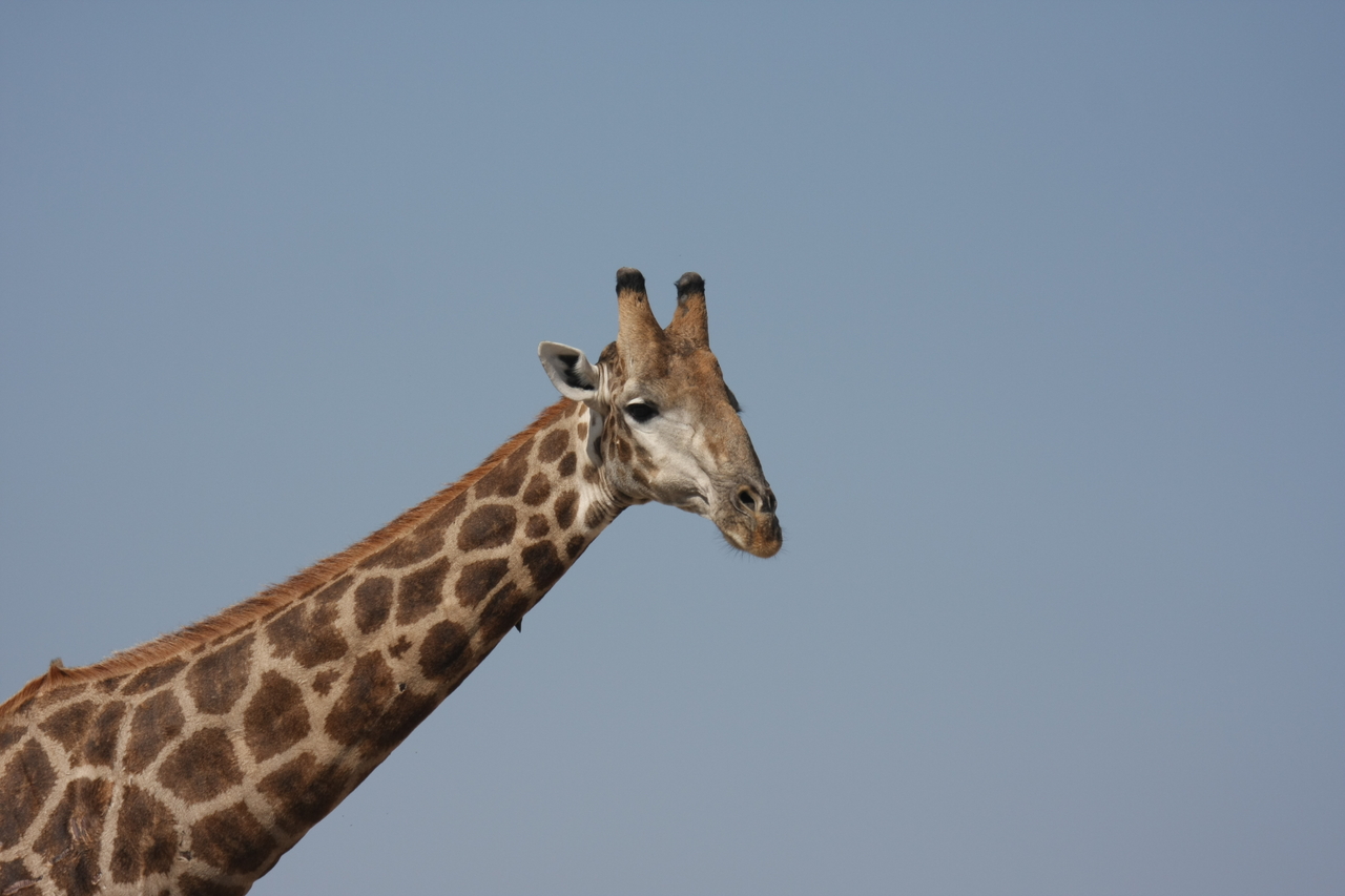 [23633] 2016_06_30_05_02_30_Africa_Canon_EOS_40D_IMG__03987.jpg